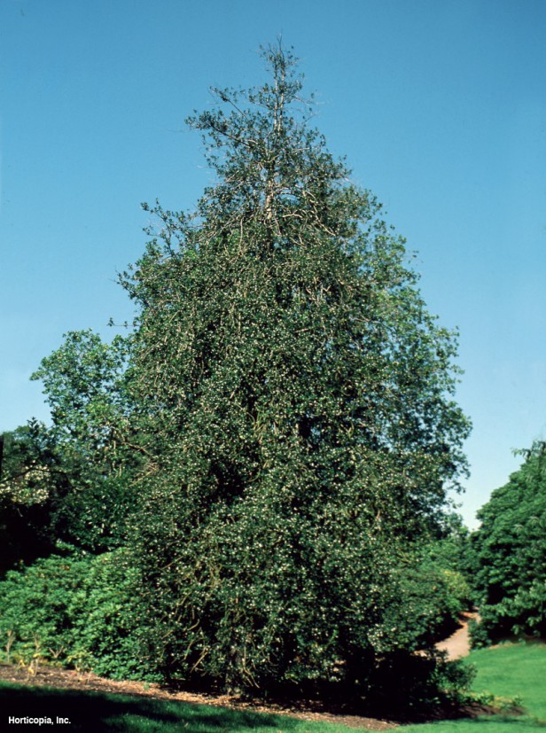 İngiliz Çobanpüskülü