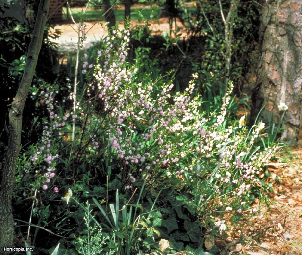 Cüce Çiçekli Badem