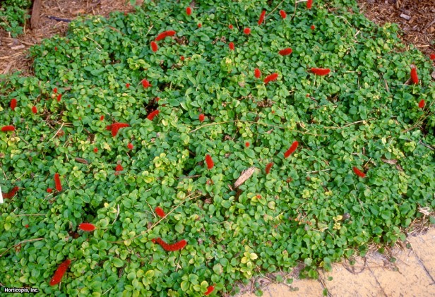 Cüce Şönil Fabrikası