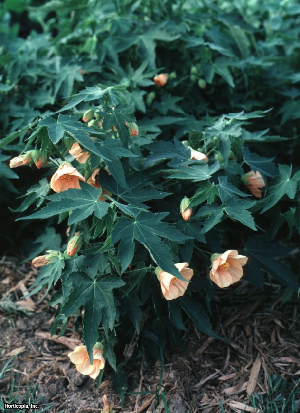 Benekli Çiçekli Akçaağaç