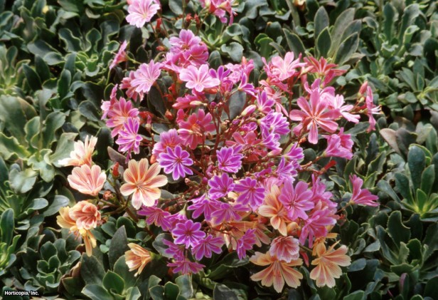 Lewisia