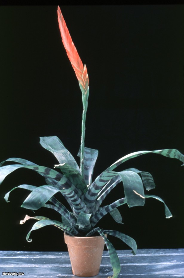 Alevli Kılıç Bromeliad
