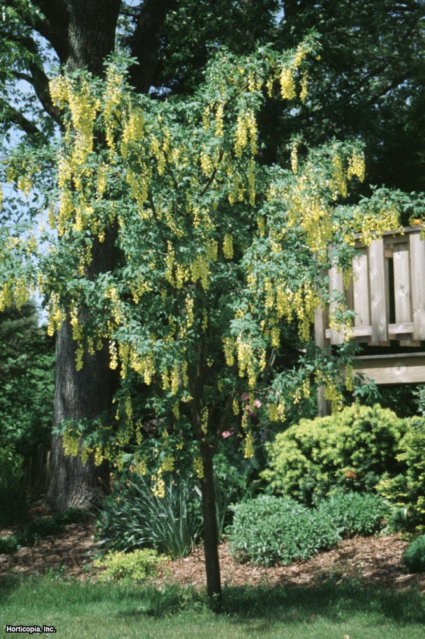 Altın Zincir Ağacı