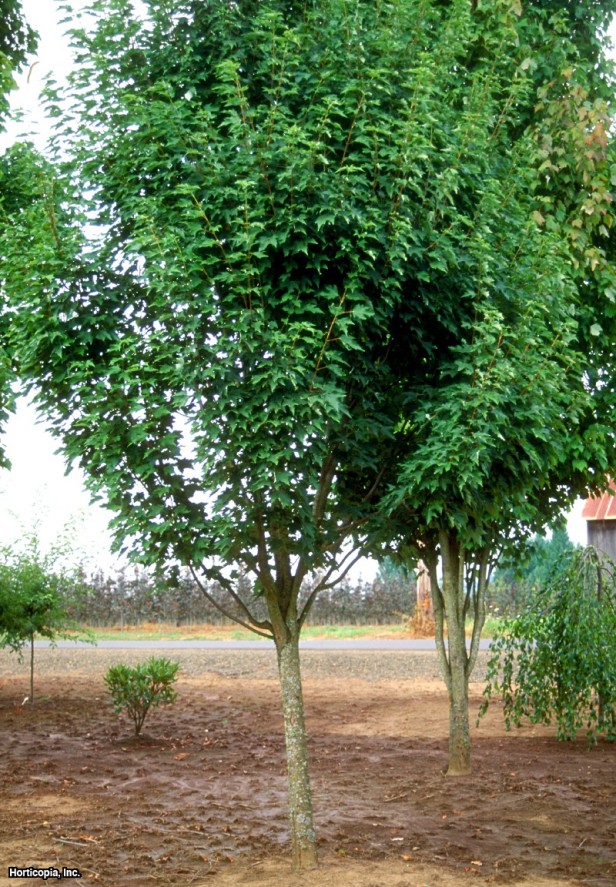 Kırmızı akçaağaç