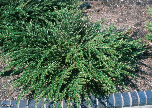 Rockspray Cotoneaster