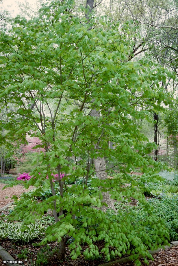 Eğreltiotu Akçaağacı