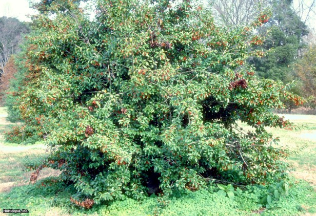 Uzun sap çobanpüskülü