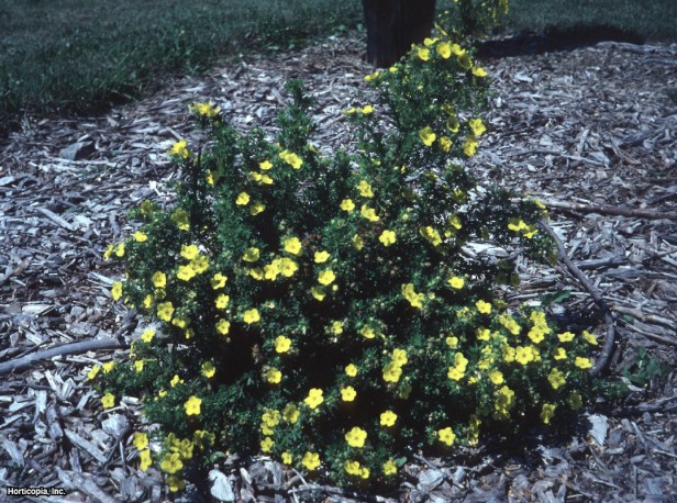 Çalı beşparmakotu