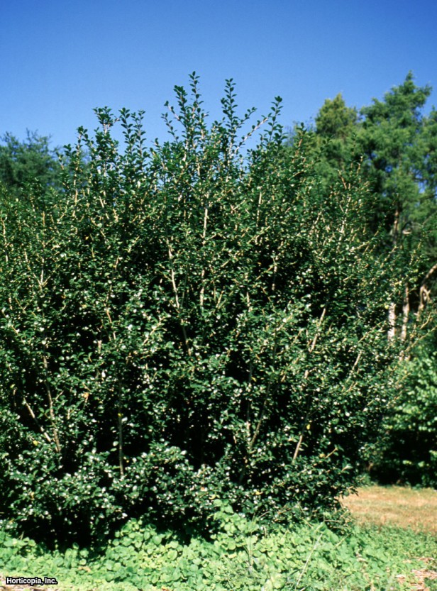 Japon çobanpüskülü