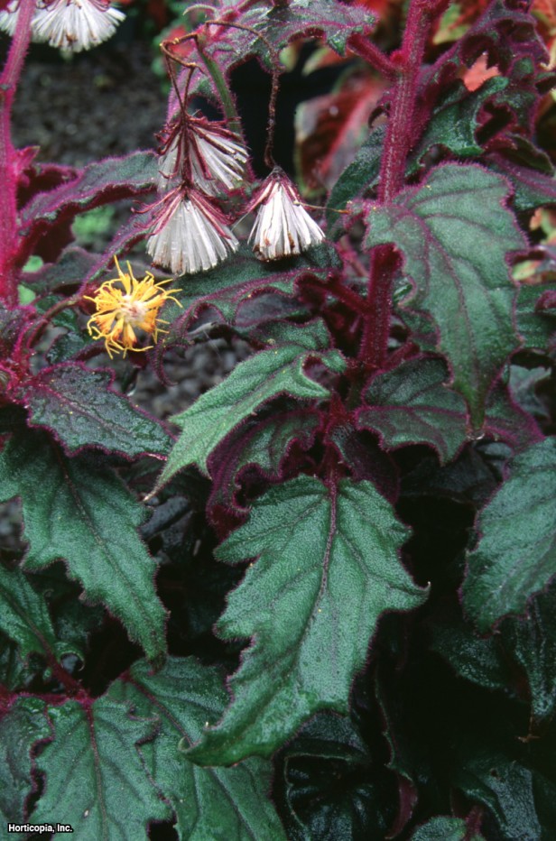 Mor Tutku Sarmaşığı