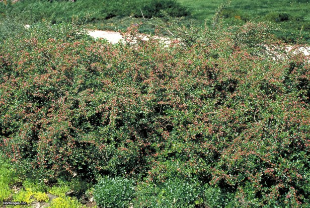 Kızılcık Cotoneaster