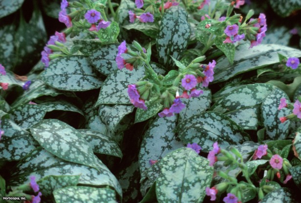 Beytüllahim Adaçayı