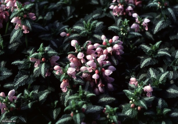 Benekli Isırgan Otu