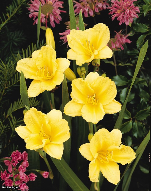 Daylily