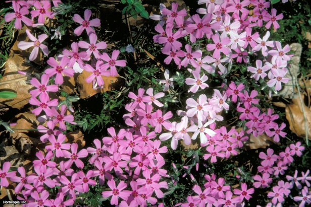 sürünen phlox