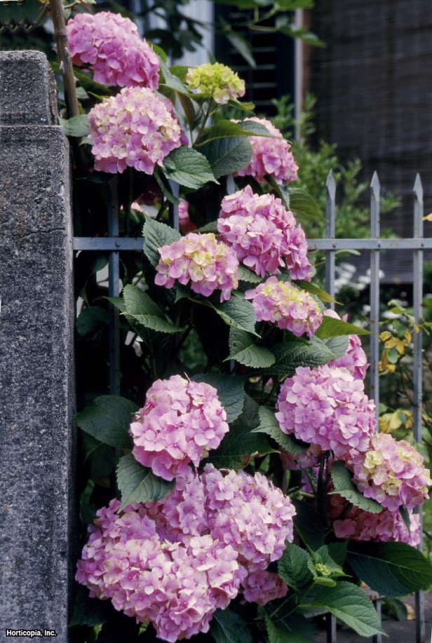Büyük yapraklı ortanca