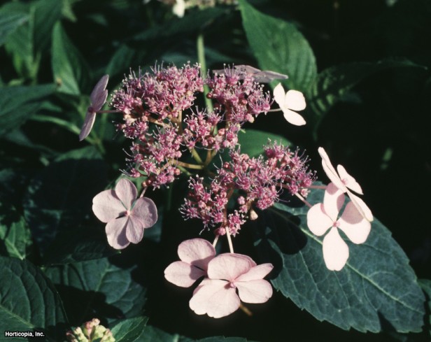 Testere Dişi Ortanca