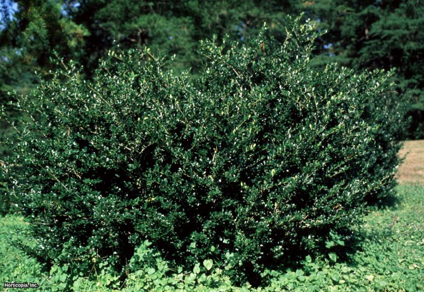 Japon çobanpüskülü