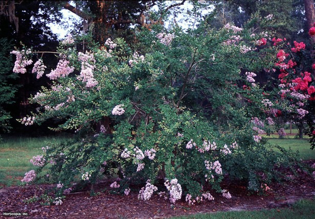 Crapemyrtle