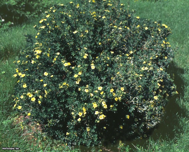 Çalı beşparmakotu