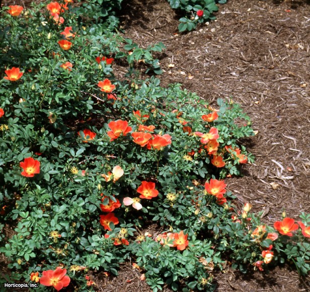 Avusturya Briar Gülü