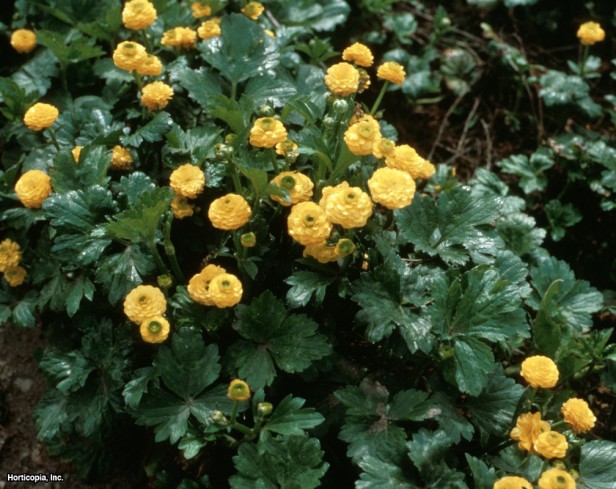 Sürünen Düğün Çiçeği