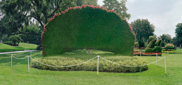 Piskoposun Çiçeği