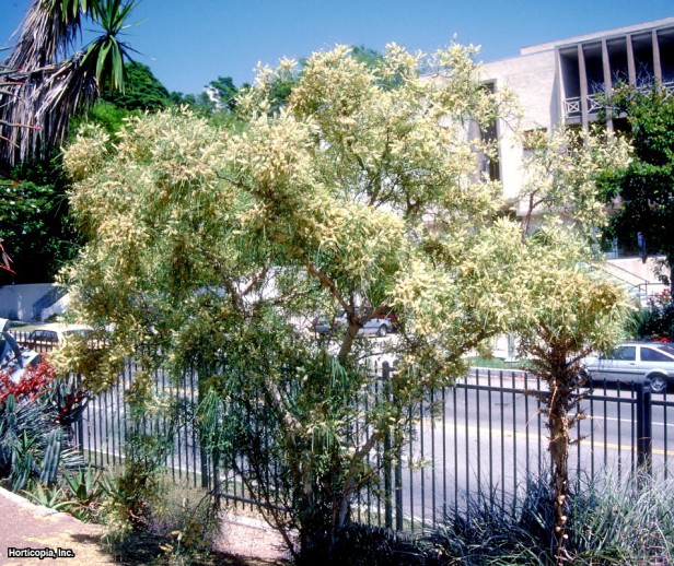 Willard'ın Akasyası