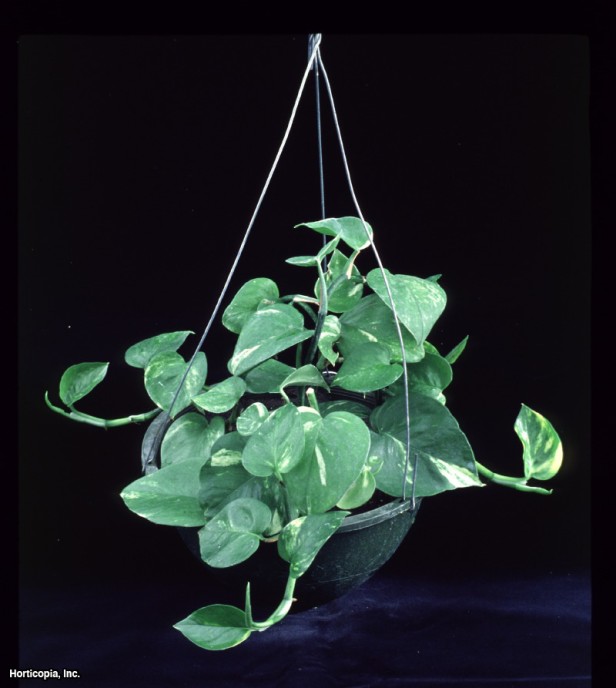 Altın Pothos