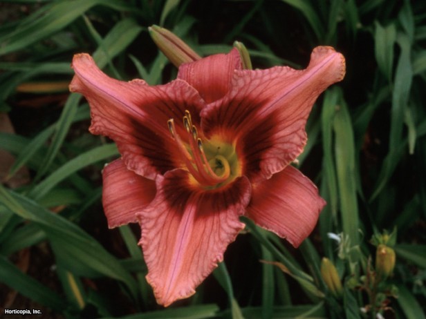 Daylily