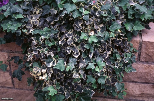 İngiliz Sarmaşığı