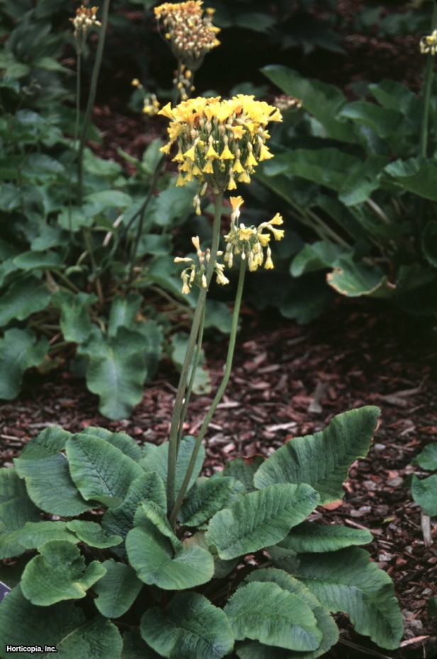 Sikkimensis Çuha Çiçeği