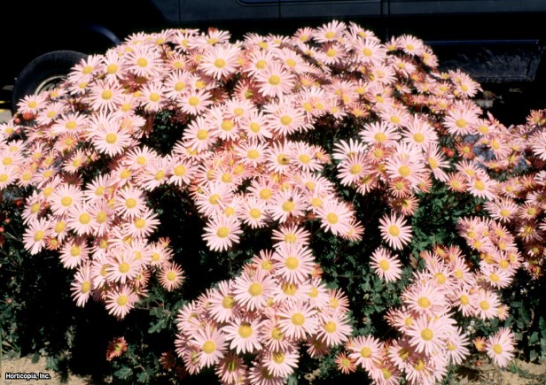 Çiçekçinin Krizantem