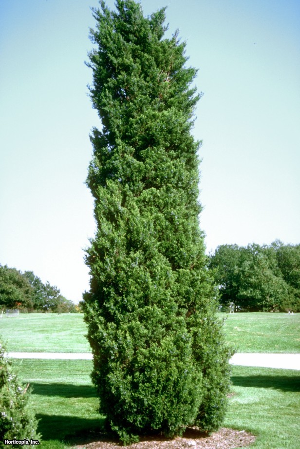 Doğu Kızıl Sediri