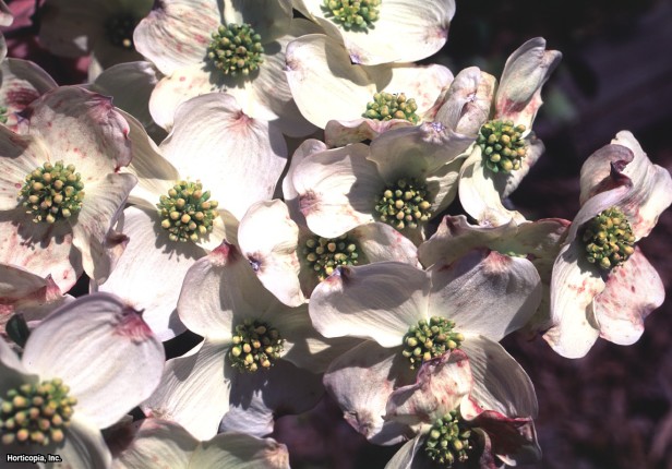 çiçekli kızılcık