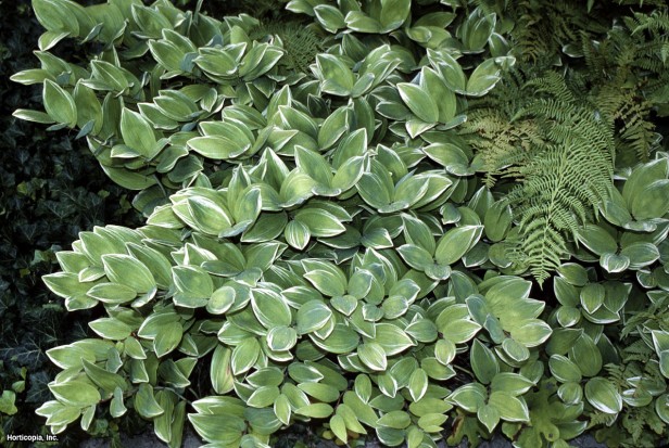 Süleyman'ın Mührü