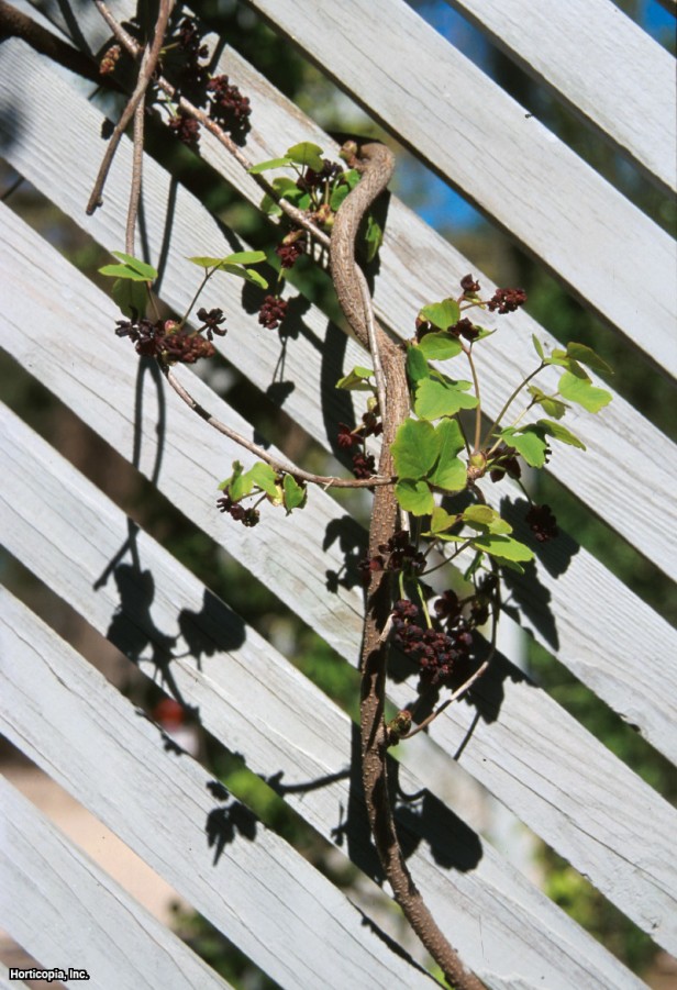 Üç Yapraklı Akebia