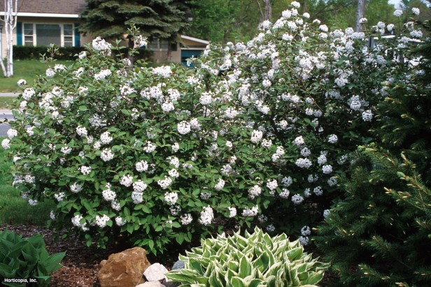 Kore baharatı Kartopu