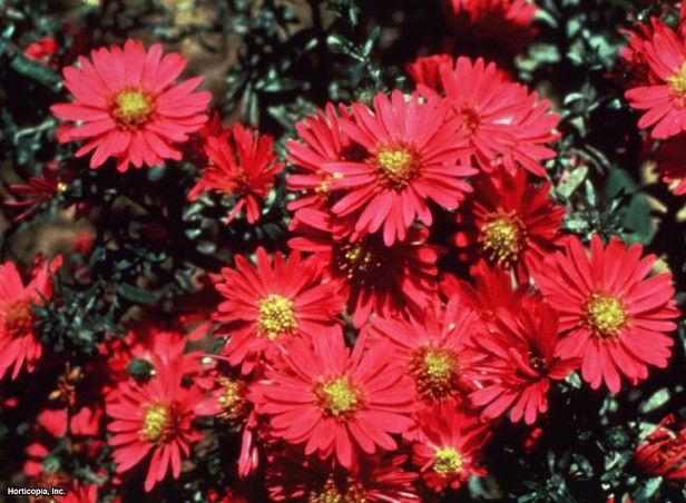 New England Yıldızı