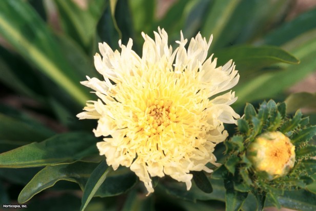 Omega Skyrocket Stoke'un Yıldız Yıldızı