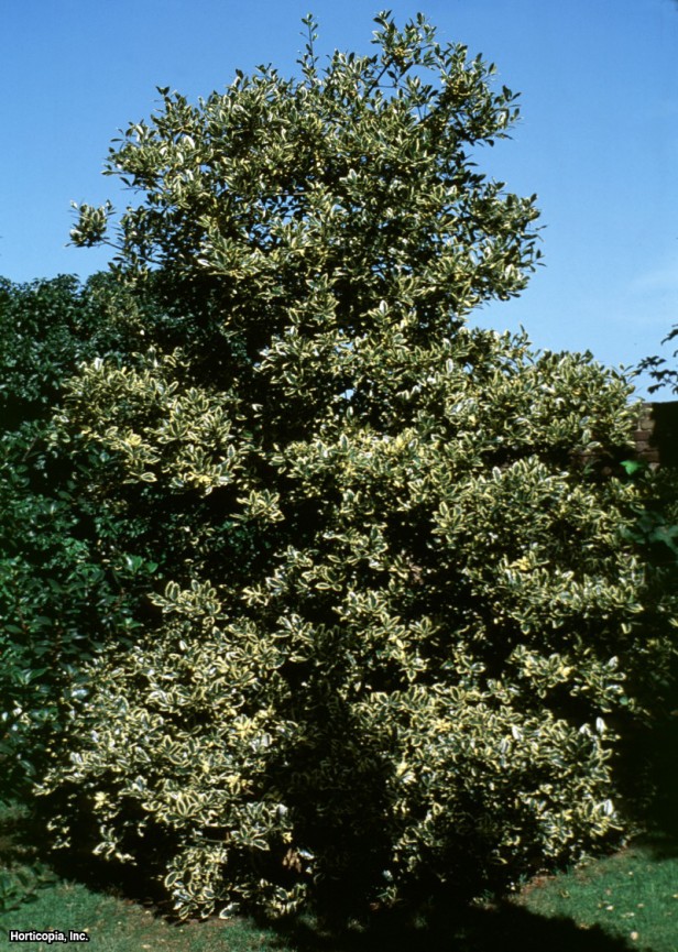 İngiliz Çobanpüskülü