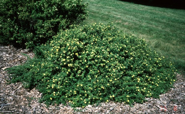 Çalı beşparmakotu