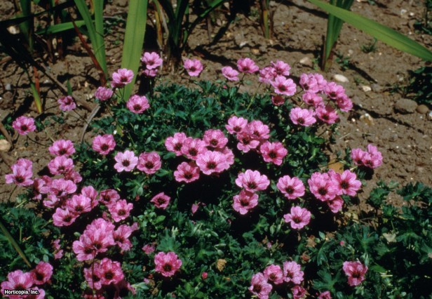 Gri Yapraklı Vinç Gagası