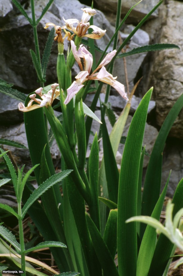 Gladwin iris