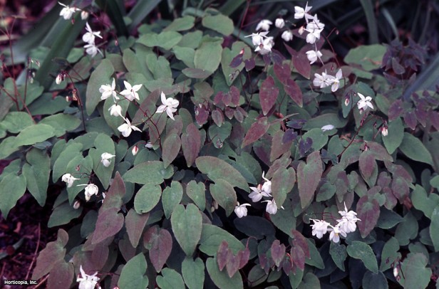 Young'ın Barrenwort'u