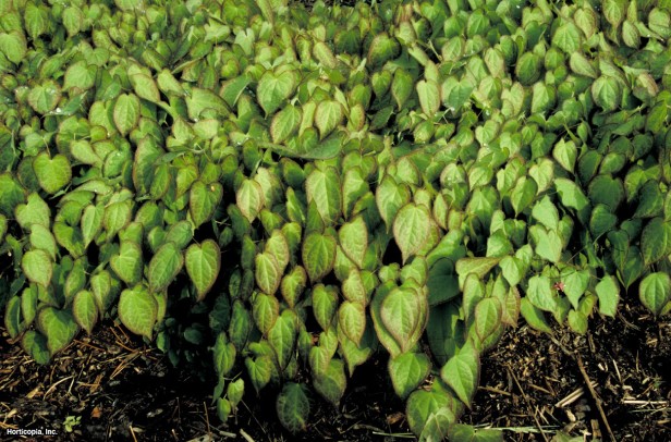 Young'ın Barrenwort'u