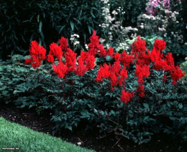 Astilbe