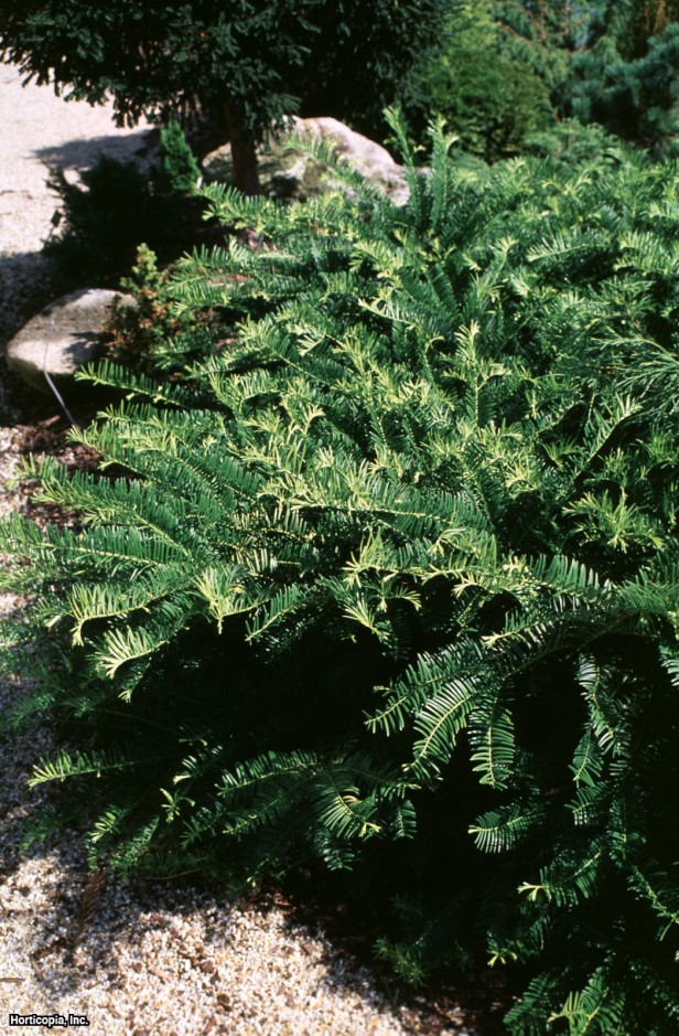 İnek Kuyruğu Çamı