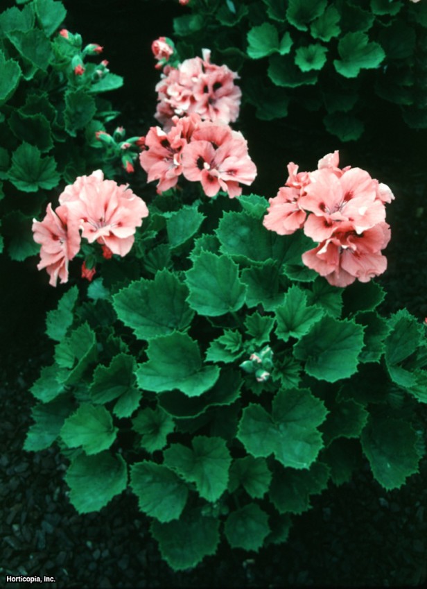 Martha Washington Sardunya