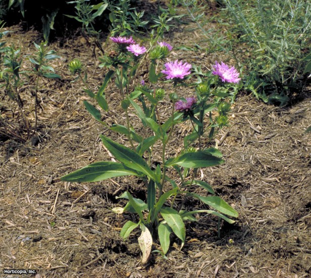 Omega Skyrocket Stoke'un Yıldız Yıldızı
